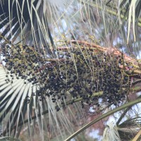 Livistona chinensis (Jacq.) R.Br. ex Mart.